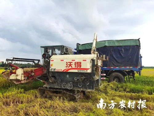廣東各方協(xié)同行動，農(nóng)機(jī)服務(wù)筑牢農(nóng)業(yè)基本盤以應(yīng)對災(zāi)情挑戰(zhàn)